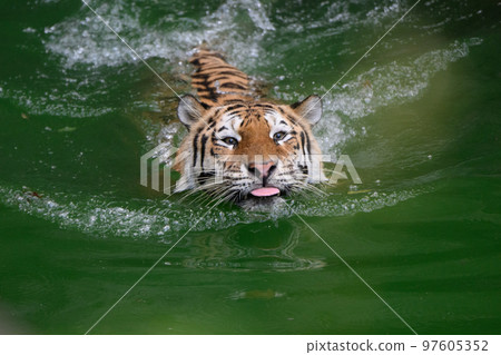 Amur tiger mother swimming with tongue out Amur tiger mother swimming with tongue out 97605352
