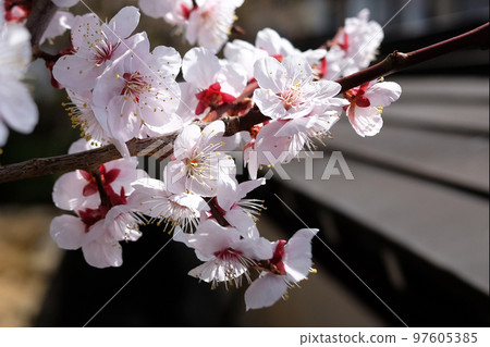 Hida Takayama Plum Blossoms at Daioji Temple ② 97605385
