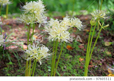 White anemone flower White anemone flower 97605511