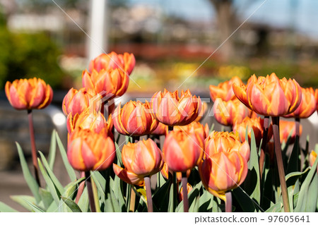 Winter ice tulips (December) Winter ice tulips (December) 97605641