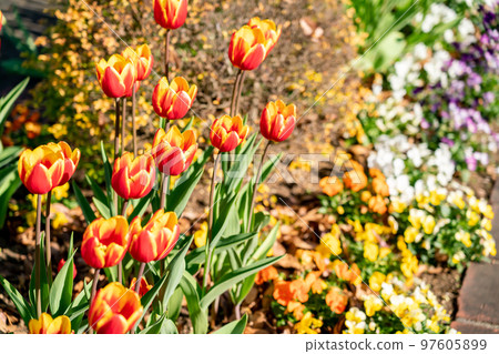 冬季冰鬱金香(十二月) 冬季冰鬱金香(十二月) 97605899