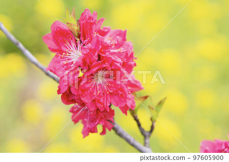 紅桃花 紅桃花 97605900