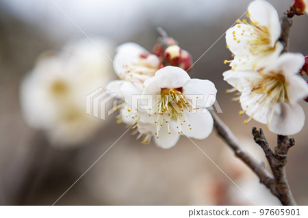 關閉白色李子 關閉白色李子 97605901