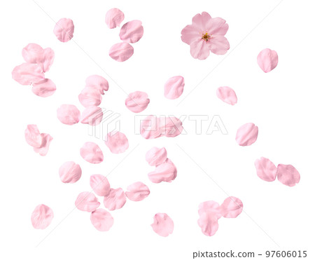 A lot of realistic cherry blossoms that can be used as cutouts A lot of realistic cherry blossoms that can be used as cutouts 97606015