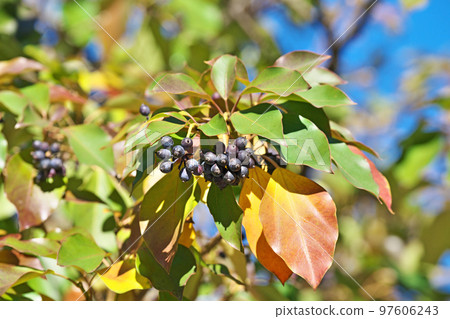 Black clownfish fruit (winter, December) 97606243