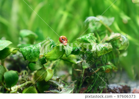 Red ram's horn eating moss on aquatic plants Red ram's horn eating moss on aquatic plants 97606373
