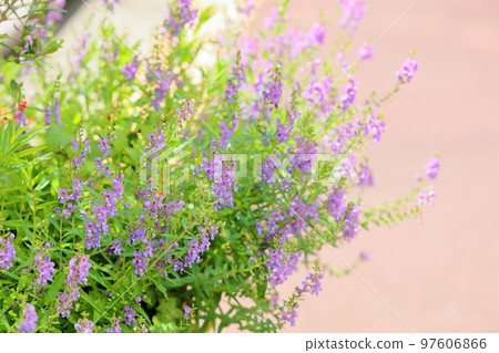 Angelonian flowers Angelonian flowers 97606866