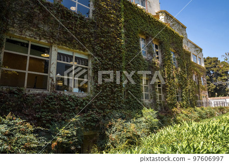 Low angle view of lush green ivy growing on wall of old residential building by plants during sunny day Low angle view of lush green ivy growing on wall of old residential building by plants during sunny day 97606997