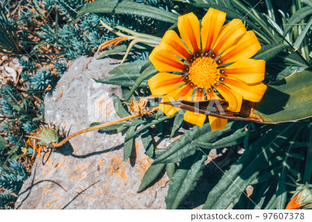Yellow tulips flower on a green background. Yellow tulips flower on a green background. 97607378