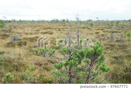 A wooden path in the National Park in Estonia among the forest and bog on a clear day 97607771