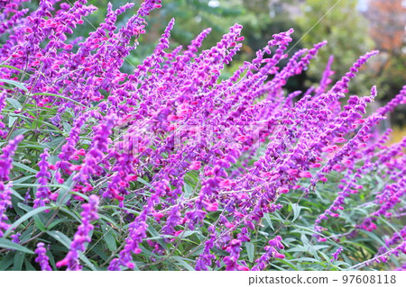 Purple amethyst sage (Mexican bush sage) 97608118
