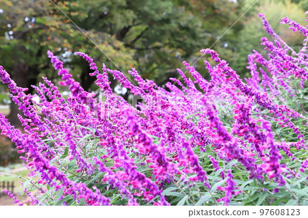 Purple amethyst sage (Mexican bush sage) Purple amethyst sage (Mexican bush sage) 97608123