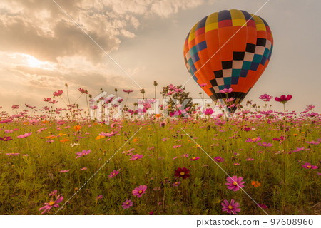 The hot air balloons flying over the cosmos flowers field in Singha park international balloons fiesta in Chiang Rai province of Thailand. 97608960