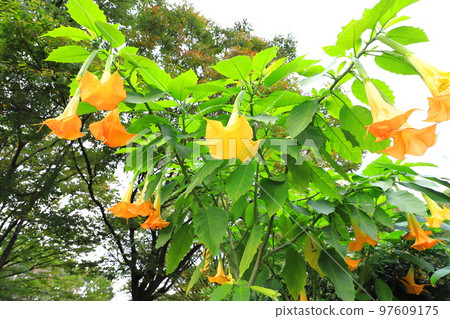 Angel's trumpets flower (Growth Datura) Angel's trumpets flower (Growth Datura) 97609175