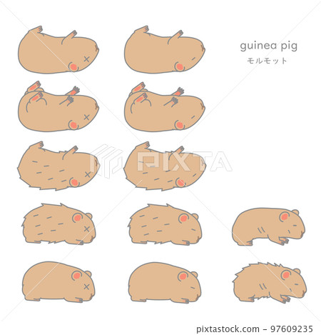 Vector illustration set of sick guinea pig (pet, for experiment) Vector illustration set of sick guinea pig (pet, for experiment) 97609235