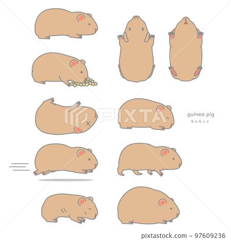 豚鼠矢量插圖集（吃，傾斜，大驚小怪，躺下，走路，跑步，增重，減肥） 97609236