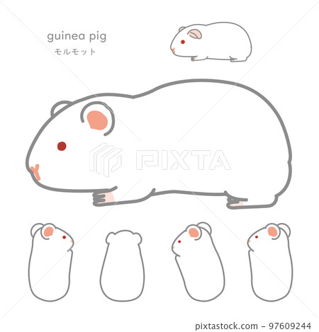 Nursing guinea pig Individual version Nursing guinea pig Individual version 97609244