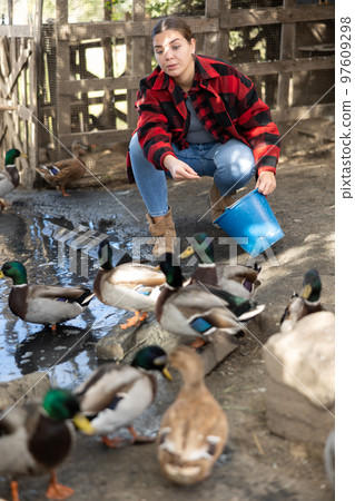 Young woman feeds domestic ducks on shore of man-made pond in the backyard of farm Young woman feeds domestic ducks on shore of man-made pond in the backyard of farm 97609298