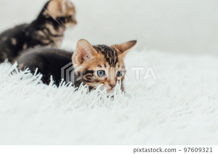 Little marble bengal kitten on the white fury blanket 97609321