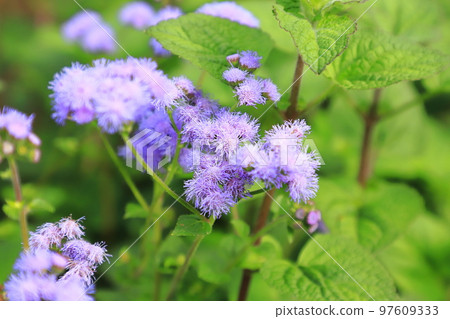 Purple Ageratum flower Purple Ageratum flower 97609333