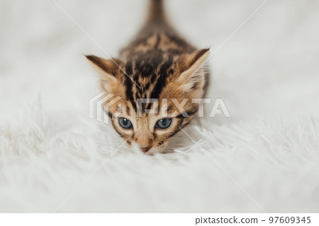 Little marble bengal kitten on the white fury blanket Little marble bengal kitten on the white fury blanket 97609345