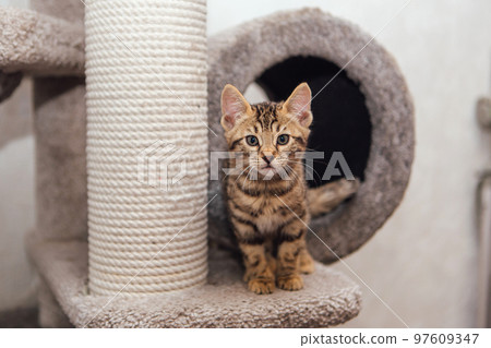 Young cute bengal cat sitting on a soft cat's shelf of a cat's house. Young cute bengal cat sitting on a soft cat's shelf of a cat's house. 97609347