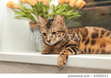 Cute golden bengal kitty cat laying on the windowsill and relaxing. Cute golden bengal kitty cat laying on the windowsill and relaxing. 97609351