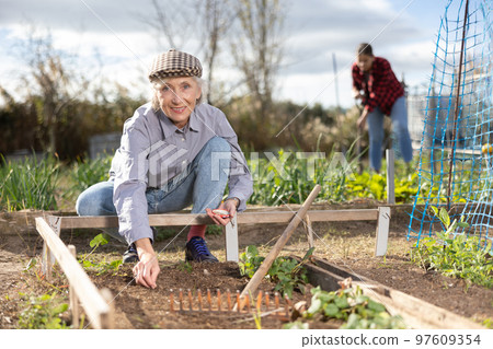 Female owner of plantation planting seeds on beds Female owner of plantation planting seeds on beds 97609354