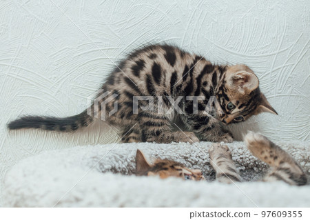 Young cute bengal kitten sitting on a soft cat's shelf of a cat's house. Young cute bengal kitten sitting on a soft cat's shelf of a cat's house. 97609355
