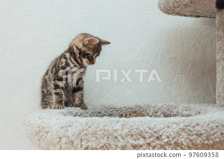 Young cute bengal kitten sitting on a soft cat's shelf of a cat's house. Young cute bengal kitten sitting on a soft cat's shelf of a cat's house. 97609358