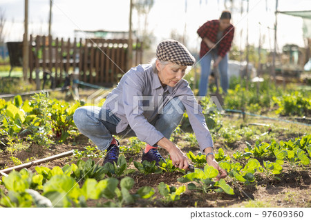 Mature woman using chopper to harvest weeds on field Mature woman using chopper to harvest weeds on field 97609360