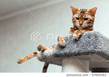 Young cute bengal cat laying on a soft cat's shelf of a cat's house. Young cute bengal cat laying on a soft cat's shelf of a cat's house. 97609362