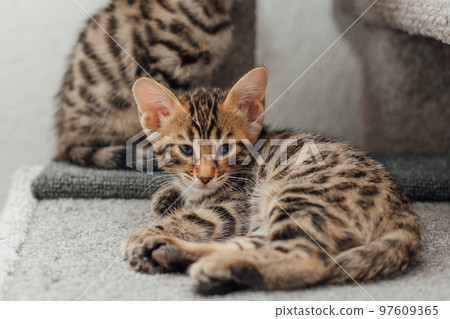 Cute bengal kitten laying on a soft cat's shelf of a cat's house. Cute bengal kitten laying on a soft cat's shelf of a cat's house. 97609365