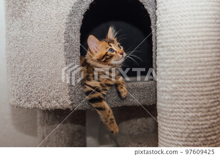 Young cute bengal cat sitting on a soft cat's shelf of a cat's house. 97609425