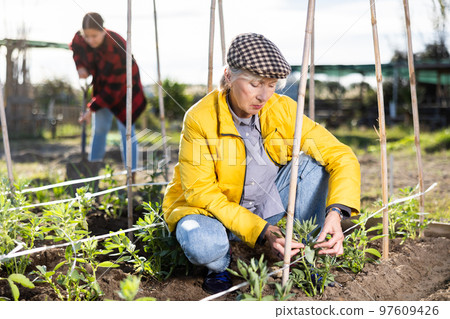 Hardworking mature female farmer tying up bean plants in garden on sunny day 97609426