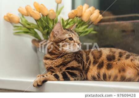Cute golden bengal kitty cat laying on the windowsill and relaxing. 97609428