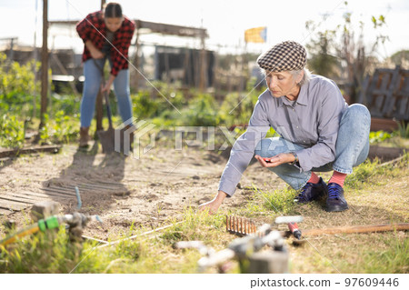 Old female farmer squatting on heaps and planting various seeds during season on sunny day in spring Old female farmer squatting on heaps and planting various seeds during season on sunny day in spring 97609446