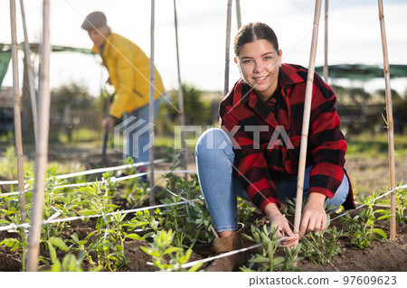 Hardworking young female farmer tying up bean plants in garden on sunny day 97609623