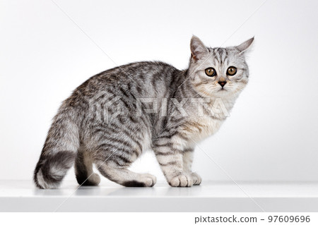 Scottish straight cat tabby on white background 97609696