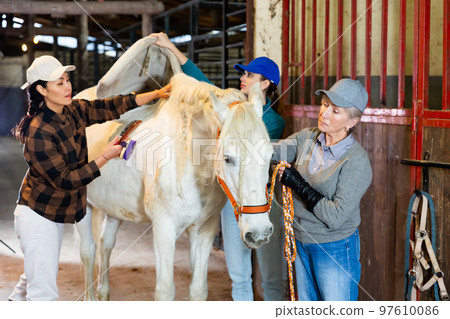 Women horsebreeders grooming white horse in stable Women horsebreeders grooming white horse in stable 97610086