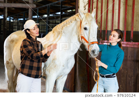 Women horse breeders braiding mane of white horse in barn Women horse breeders braiding mane of white horse in barn 97610124