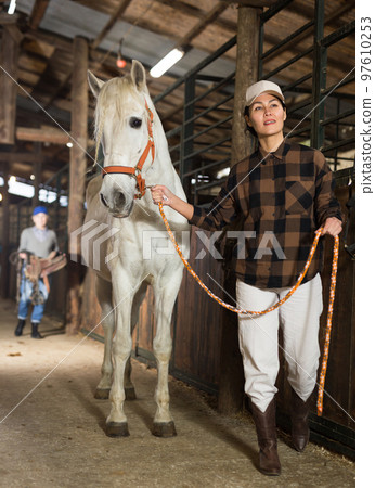 Woman horse holder leading white horse in stabling 97610253