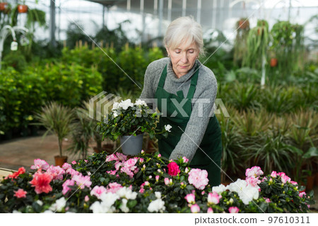 Mature woman setting out potted flowers in floral shop 97610311