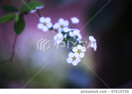 春天美麗的白柳花 97610708