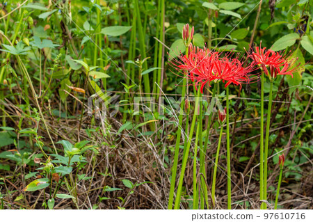 Cluster amaryllis 97610716