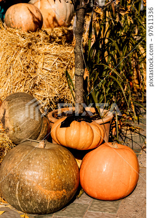 Pumpkins, hay, decor outside on a sunny day. Halloween 97611336