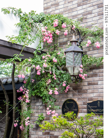 盛開在輕井澤美麗花園中的玫瑰 97611781