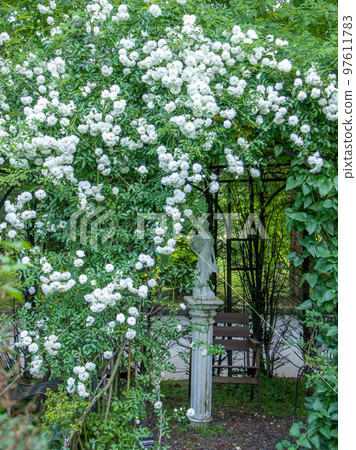 盛開在輕井澤美麗花園中的玫瑰 97611783