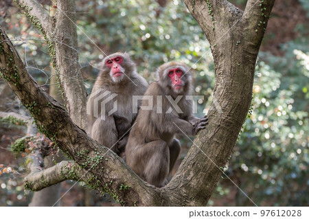 Japanese macaques on trees Arashiyama Monkey Park Iwatayama Japanese macaques on trees Arashiyama Monkey Park Iwatayama 97612028