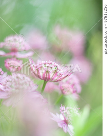 盛開在輕井澤美麗花園中的紫花菊 97612256